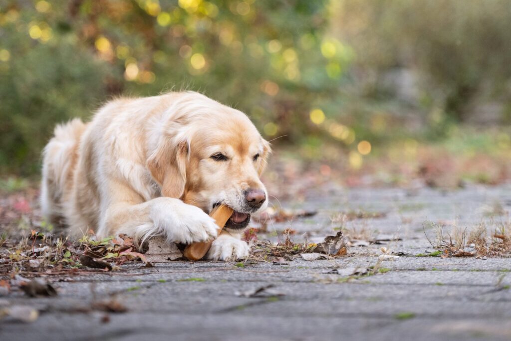 Yak Cheese for Dogs